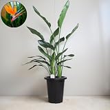 ＩＴＡＮＳＥ ストレリチア レギネ 極楽鳥花 8号 1個売り 観葉植物 Strelitzia reginae オレンジ 青 赤 花 扇形の葉 ツヤ