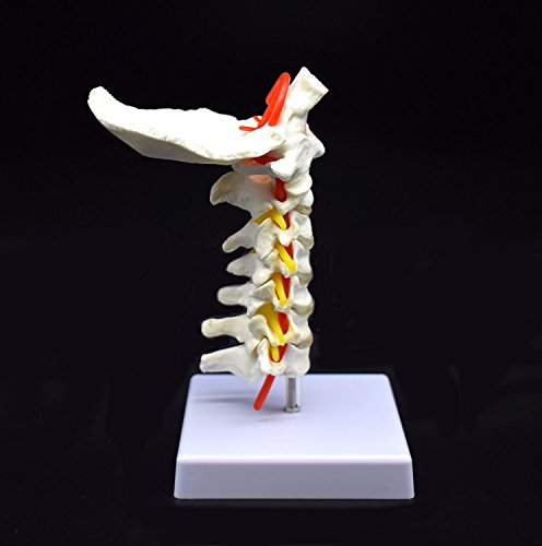 Cervical Vertebra Arteria Spine Spinal Nerves Anatomical Model Anatomy for Science Classroom Study Display Teaching Medical Model - Thumbnail 2