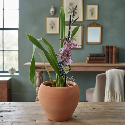 Quintal de Casa Vaso Cachepot Bola em Cerâmica e Barro, Terracota...