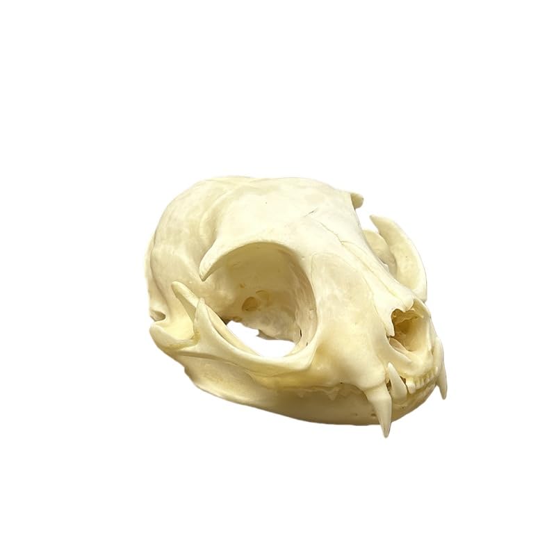 Taxidermy Real Animals Cat Skulls, Real Bones Specimen, Taxidermy Supplies for Science Education, Special Gift (1Psc Cat Skull)
