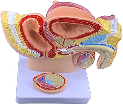 Male Pelvis Model, Human Male Reproductive System Anatomy Model, 1:2 Life-Size Males Anatomie Pelvis, Replica for Anatomy and Physiology Education for Doctors Office Educational Tool
