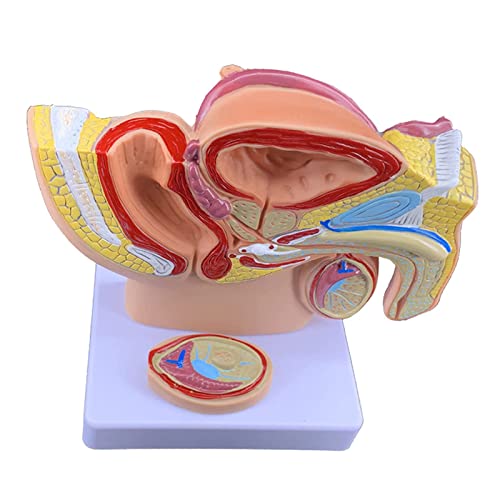 Modelo anatómico de próstata y pelvis masculina para resolver dudas de pacientes 4