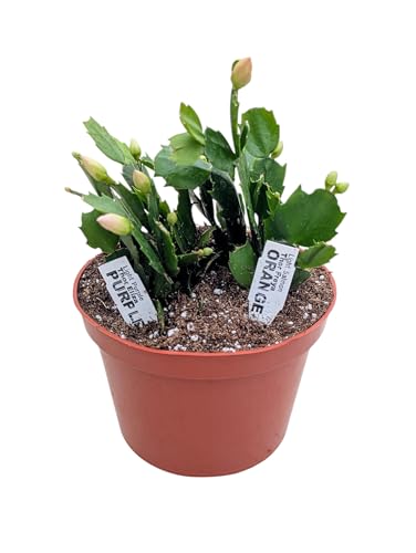 Live Holiday Cactus Plant in 6 Inch Pot, Purple and