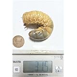国産 カブトムシ 幼虫 ５頭 XLサイズ（３０ｇ～）埼玉県鶴ヶ島産 トーチウッド笹谷 デカッ！