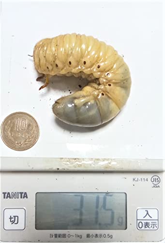 国産 カブトムシ 幼虫 ５頭 XLサイズ（３０ｇ～）埼玉県鶴ヶ島産 トーチウッド笹谷 デカッ！のサムネイル