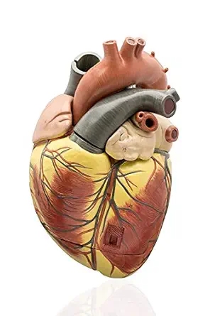 Labzio Premium Human Heart Model Enlarged 3X, Hand-Painted Anatomical Replica with Detailed Key Card for Medical Education and Study