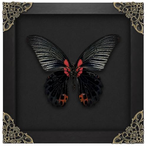 Real Great Mormon Swallowtail Butterfly 6.3" Frame Goth Gift K16-135-DE