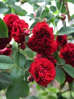 'Chevy Chase', Rambler-Rose in A-Qualität Wurzelware Cover