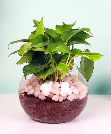 Money plant || Money plant live lucky plant with glass pot ||home decorative products and office decorative plant || (B0CK8L4Q9Q) Amazon Price History, Amazon Price Tracker