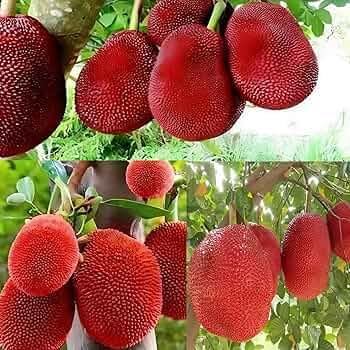 Image of G- All-Time 12 Months Hybrid (GRAFTED) Live Fruit Plant Original & Authentic Organic Tree for Outdoor Fast-Growing Fruit Plant Home Gardens Sweet Healthy Plant Pack Of-1 (Red Jackfruit Plant, Medium)