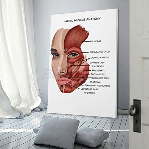 Bludug Facial Muscle Anatomy Poster Canvas Painting Posters And Prints Wall Art Pictures For Living Room Bedroom Decor 24X36Inch(60X90Cm) #TOP2