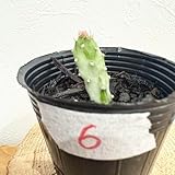 初日の出 ウチワサボテン 多肉植物 観葉植物ハツヒノデ オプンチア