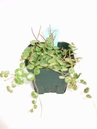 Amazon ペペロミアタートル 観葉植物 オンライン通販