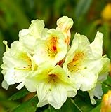 Rhododendron Hybride ' Goldbukett ' großblumige Alpenrose 30-40 cm hoch