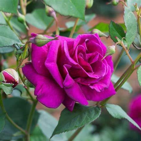 Brindabella Purple Prince Rose
