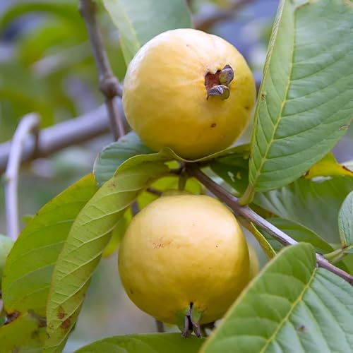 Image of Mexican Guava Live Fruit Plant Aromatic Sweet Guava Tree | Height 1.5-2 Feet | Without Pot | Ideal for Home Garden Balcony Terrace Outdoor Growing with Healthy Roots