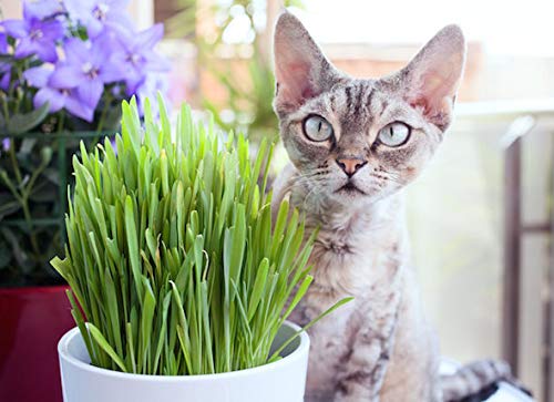 Creative Farmer Vegetable Seeds Alafa Cat Grass Seeds - Pak Choi Microgreens Seeds Home Garden Seeds (B07N45V56T) Amazon Price History, Amazon Price Tracker