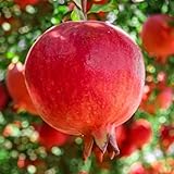 grenadier fruitier en pot Connu comme l'une des espèces de grenades les plus abondantes, l'arbre produit année après année. C'est un choix merveilleux, doux et fruité.