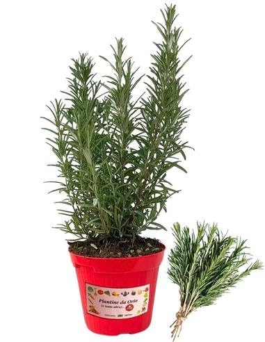 P. Piantine da Orto | Rosmarino, Pianta in Vaso Diametro 14 cm, Pianta Pronta per il Trapianto, Pianta Vera da Esterno, Piantina Aromatica per Balcone o Terrazzo, Vivaio Italiano