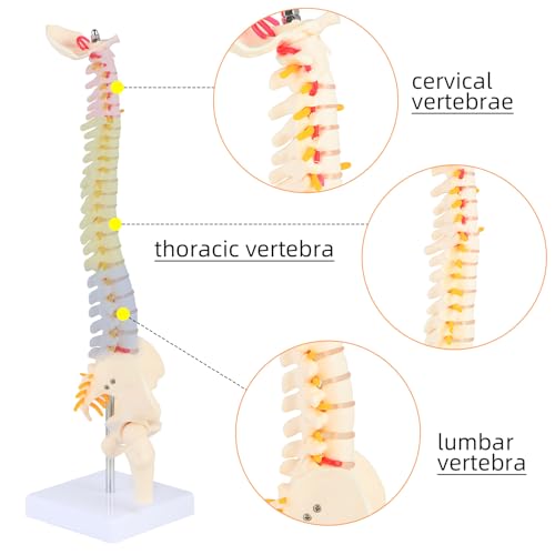 Image of 1 /2 Life Size Spine Anatomy Model - 17.7 inch Human Spine Model with Spinal Nerves, Pelvis, and Femur, Includes Stand and Pointer for Teaching Use.