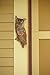 Ancient Graffiti Flamed Copper Hanging Owl