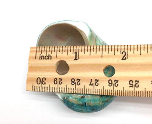 Image of PEPPERLONELY 2 PC Natural Large Hermit Crab Shells, Green Blue Gade Turbo, 2-1 /2 Inch ~ 3 Inch