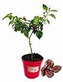 PERIODO ADATTO: Il peperoncino Habanero Chocolate viene trapiantato in primavera, con le piantine trapiantate a fine marzo nelle regioni calde e a maggio nelle aree più fredde. La raccolta avviene da agosto a settembre, ma nelle regioni miti può continuare fino a dicembre.
