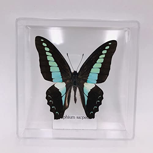 YJDQWSP Taxidermia De Resina, Taxidermia De Mariposa, Taxidermia De Mariposa Regalo Hecho A Mano, Arte De La Pared De La Mariposa, Entomologist Collector Regalo(Color:B)