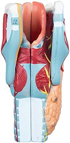 2X Human Larynx Model - Anatomically Accurate Throat Model Pharynx Model for Science Classroom