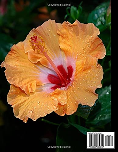 Client Record Book: Hibiscus Cover Client Record Book | Personal Client Record Book Customer Information Tracker, 120 Pages, Size 8.5" x 11" by Lilly Hohmann – vue 2