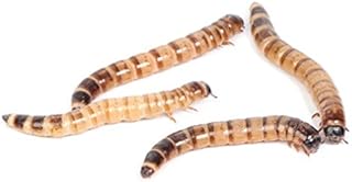 Morio Worms 40-50mm - Approx 40g - Tub
