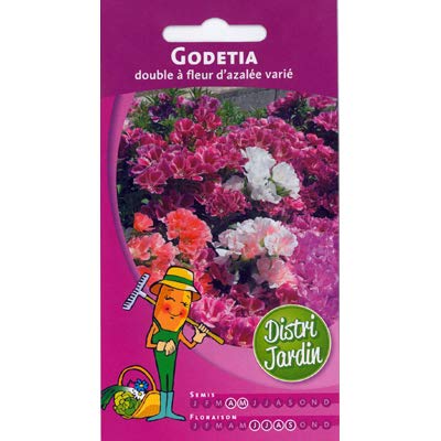 Graines de Godetia double a fleur d’azalée varié 0,5g