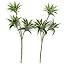 Dracaena Reflexa - Yellow 2 Pack
