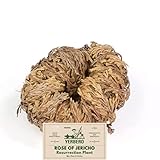 Yerbero - Jumbo Rose of Jericho Dried Flower 3.5'' - 6'' | Selaginella Lepidophylla | Resurrection Plant | Jumbo Size Dried Rose | Abundance, Prosperity, Sacred Rose, Doradilla Plant | 3.5'' - 6''