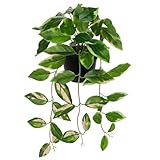 Briful Small Fake Plants Indoor Greenery Realistic Faux Trailing Plant Artificial Potted Plants in Black Pot N' Joy Pink Green Leaf Houseplant for Living Room Table Kitchen Counter Shelf