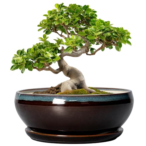 SQOWL Bonsai Tree Pots - 10 Inch Ceramic Succulent Pots with Drainage Hole and Saucer, Round Shallow Plant Pot Indoor Outdoor, Ceramic Bonsai Pot, Bowl Planter, Home Decor, Garden Gifts, Blue-Brown