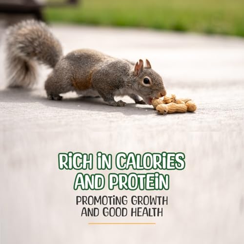 Sneaky Mango - Raw Peanuts in Shell - 10 Pounds – All-Natural Food for Squirrels, Deer, Birds, and Other Wildlife Animals – Grown in the USA for Healthy Nutrition by Sneaky Mango - Image 4
