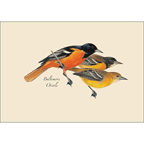 Earth Sky + Water - Peterson’s Bird Assortment I Notecard Se T- 8 Blank Cards With Envelopes (2 Each Of 4 Styles) #TOP2