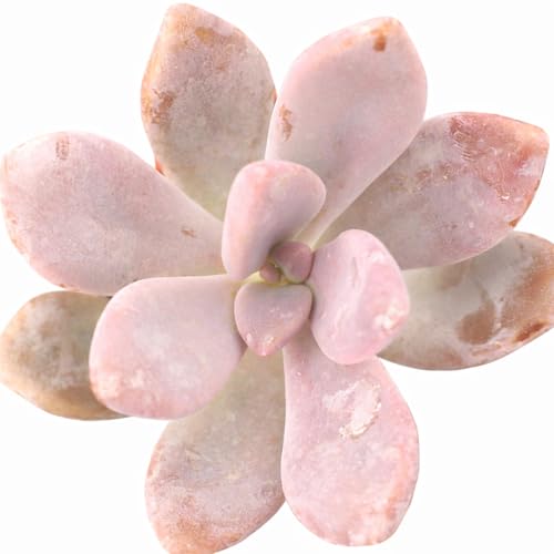Graptopetalum 'Murasaki' - Live Succulent Plant, 2 Inch Pot, Lavender Purple Rosette, Easy to Care, Pet Friendly Indoor Outdoor Plant for Home Decor, Office Desk (Plastic Pot, 2 Inch)