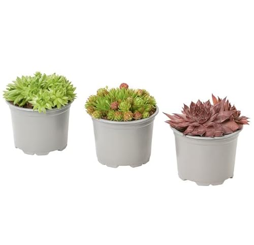 Trio de Siempreviva | Sempervivum | Plantas Vivas | Pack 3 Plantas | Plantas Suculentas Naturales