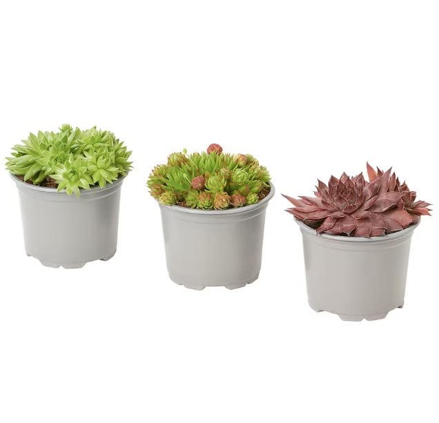 Trio de Siempreviva | Sempervivum | Plantas Vivas | Pack 3 Plantas | Plantas Suculentas Naturales