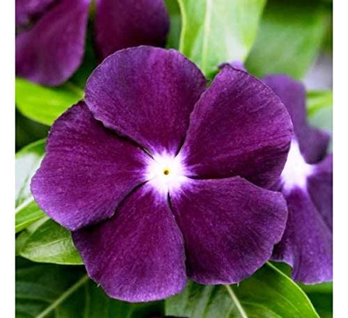 AYWAL Vinca/Sadabahar/Periwinkle Flower Seeds (Pack Of 30 Seeds) - V797 (B0BR63YL3Q) Amazon Price History, Amazon Price Tracker