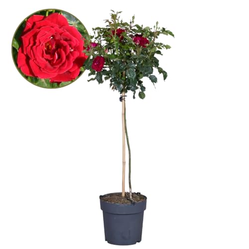 Plant in a Box Rosa Palace 'Pride' Stammrose