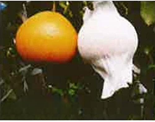 【2300枚】 果実袋 サンテ S-10 18cm 白 ミカンの日焼防止・着色促進・樹上越冬など 石川殖産 D