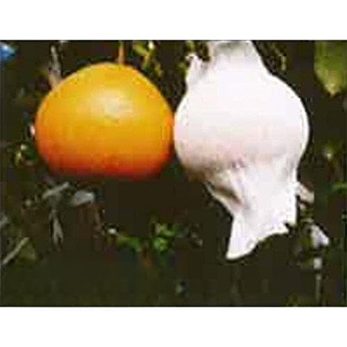 y2300z ʎ Te S-10 18cm  ~J̓Ėh~EFiEz~Ȃ ΐBY D