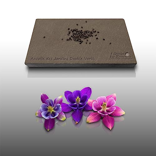 100 graines Fleurs à semer - Le Grenier d'Abondance - ANCOLIE des jardins - Aquilegia