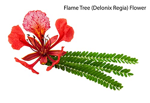 Tropical Indoor Outdoor Bonsai Seed Growing Kit - Purple Orchid Tree, Flame Tree, Sacred Fig Tree (Tropical Level 1) #TOP5