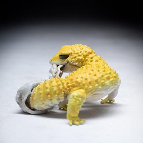 Gecko Léopard AMITD figurine réaliste pour décorer sans les contraintes d'un élevage