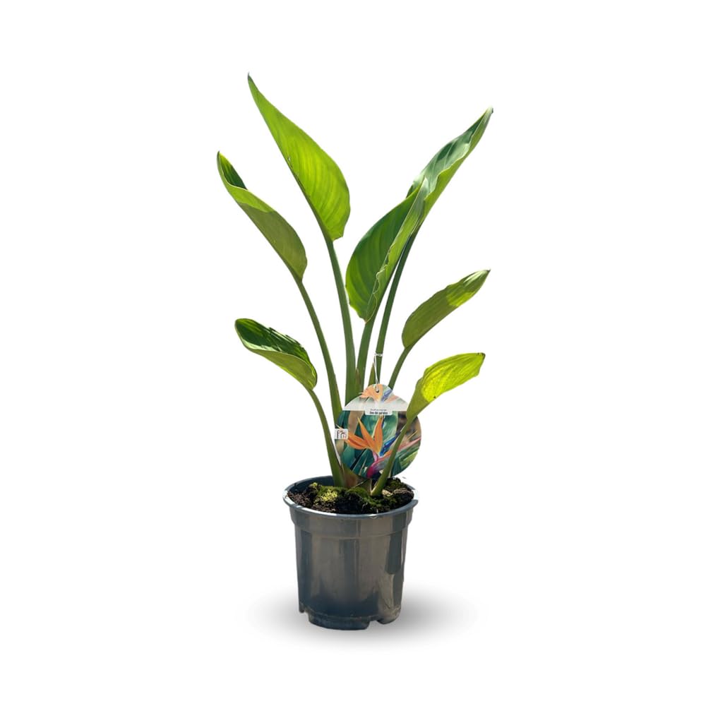 Attitude Jardin - Strelitzia reginae - oiseau de paradis - plante méditerranéenne - 80-90 cm - ⌀ 18 cm - plante d'extérieur