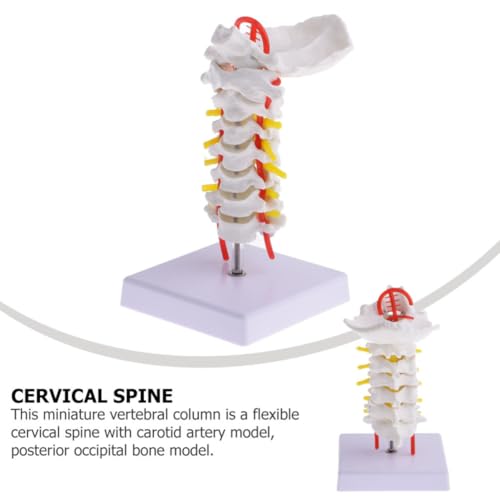 Modelo anatómico de columna cervical para el aula de anatomía y estudio médico 7